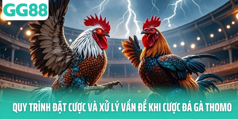 Quy trình đặt cược và xử lý vấn đề khi cược đá gà thomo