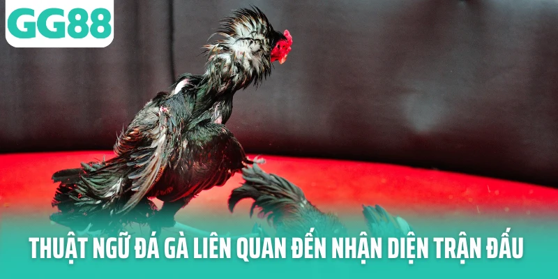 Thuật ngữ đá gà liên quan đến nhận diện trận đấu