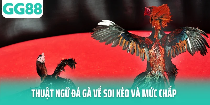 Thuật ngữ đá gà về soi kèo và mức chấp
